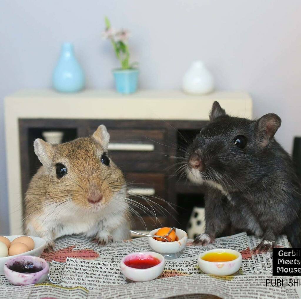 GerbMeetsMouse's tweet photo. Remembering Easter 2017
#gerbil #gerbilsofinstagram #Easter #Easter2020 #PaintingEasterEggs #EasterEggs #miniatures #dollhouseminiatures #onetwelthscale #rodentsofinstagram #dailyfuzz #buzzfeedpets #buzzfeedanimals #animalsandminiaturefurniture #petofthe… https://t.co/XwQ2iR2LSX https://t.co/hbRvrmctqS