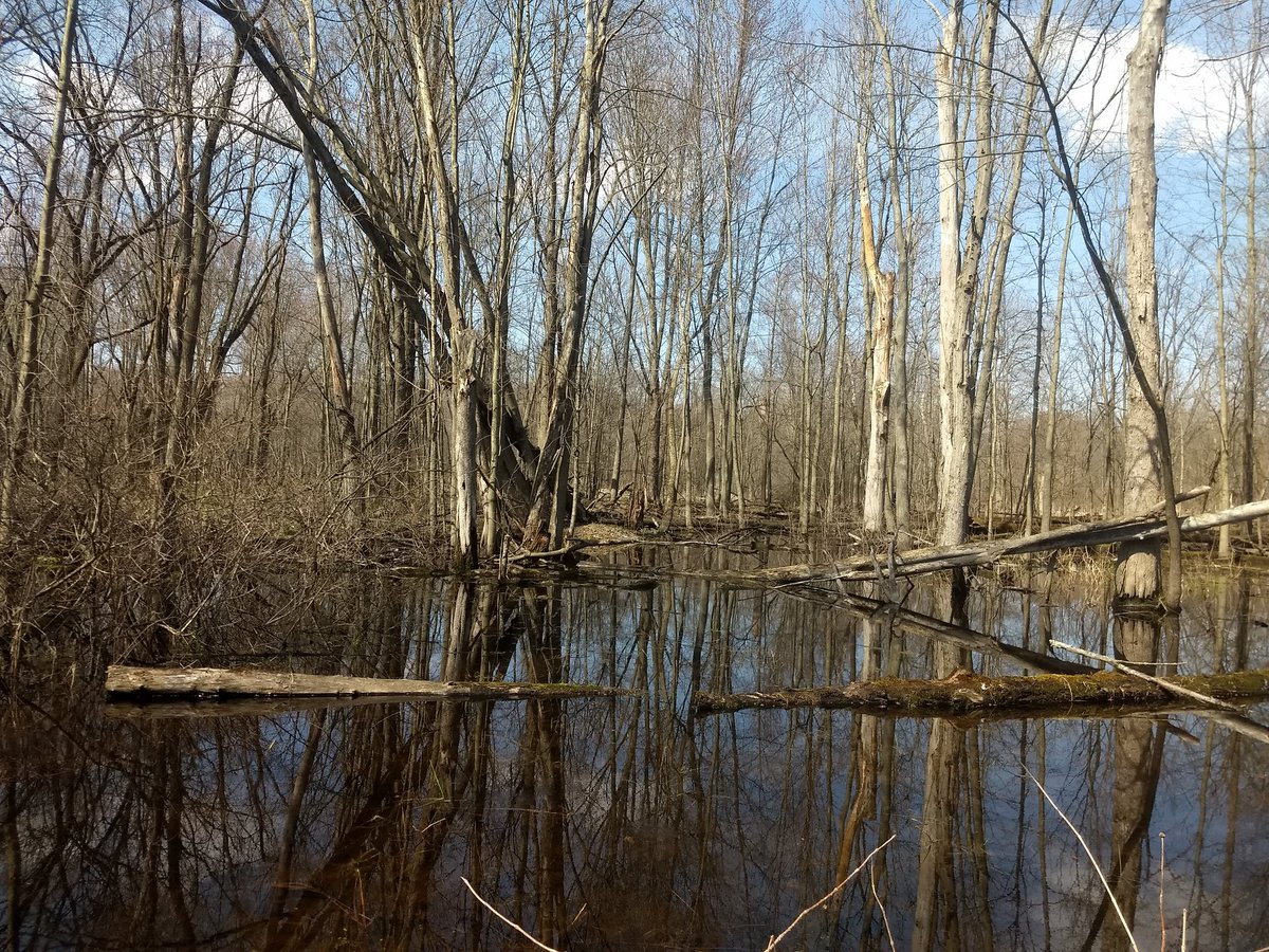 Hello twitter today I am stuck in a swamp