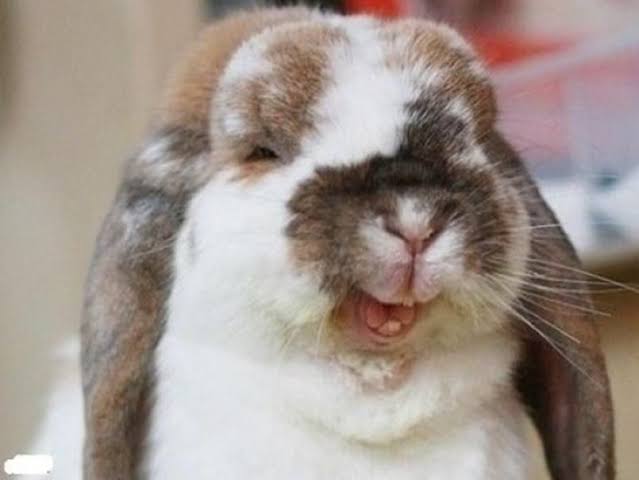 🐰