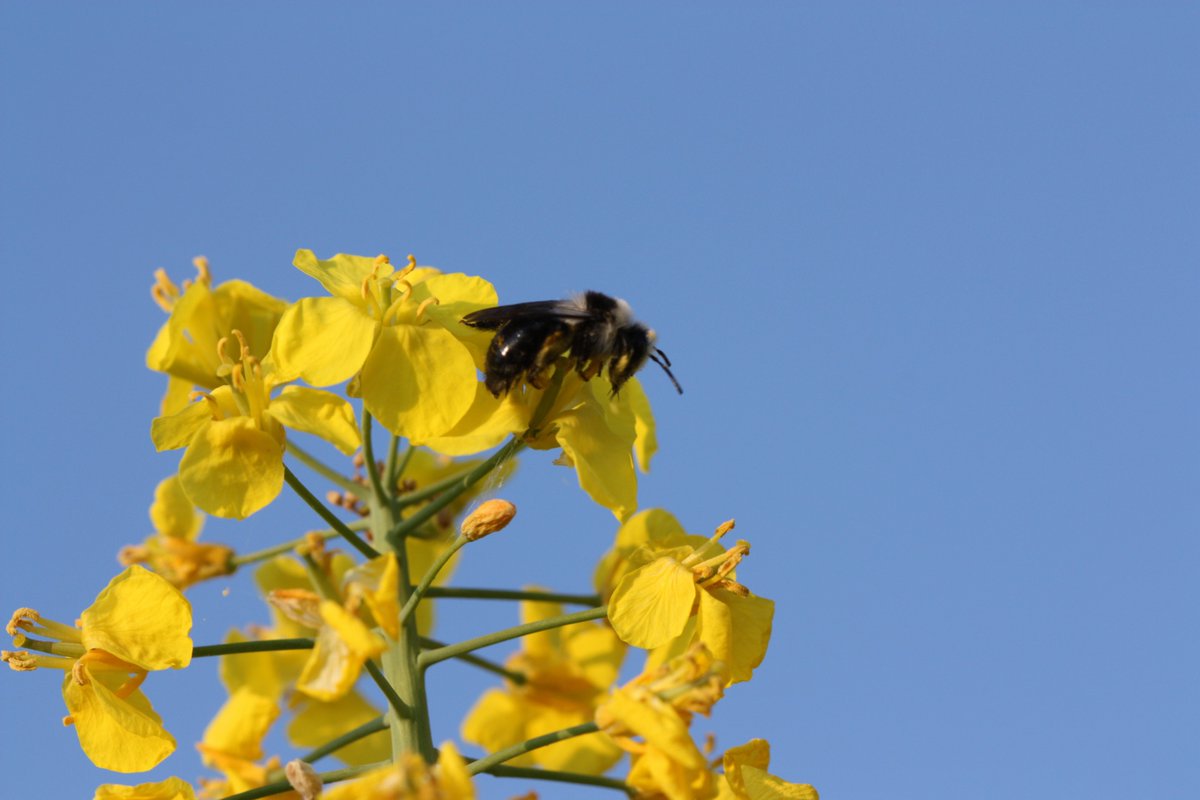 brassière la redoute