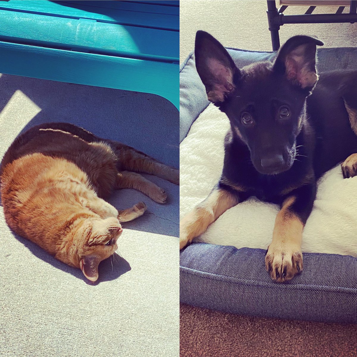 MissKShafron's tweet photo. I celebrate my handsome man everyday, he has been my no. 1, my cuddle buddy for 12 years now, my little ginger, Oliver. Now we have a new addition to the family, the little monkey, Luna. It’s great to be a pet mommy! Happy #NationalPetDay https://t.co/ddyaHK60se