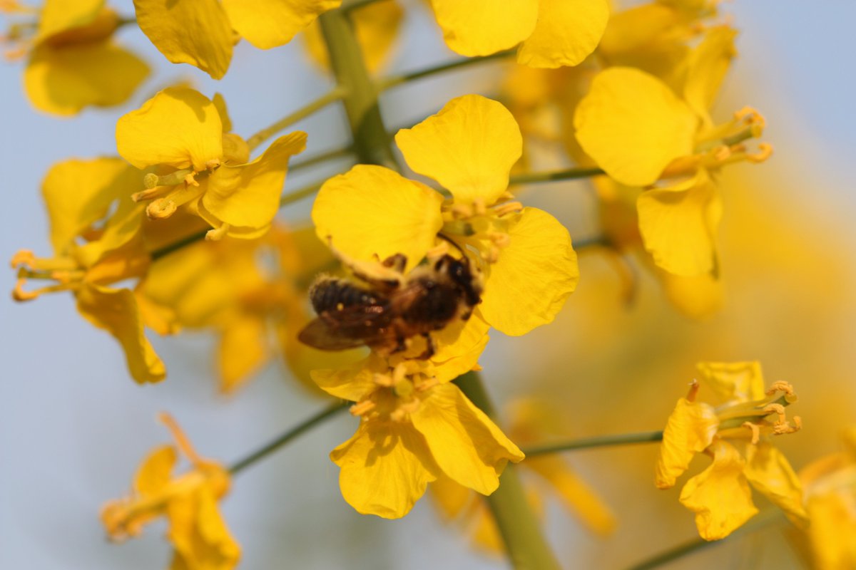 brassière la redoute