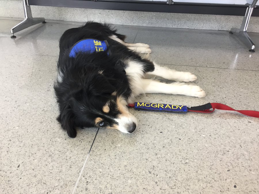 CLTAirport's tweet photo. Today, we salute the #DogsofCLT on #NationalPetDay https://t.co/Ztg6BYSJfT