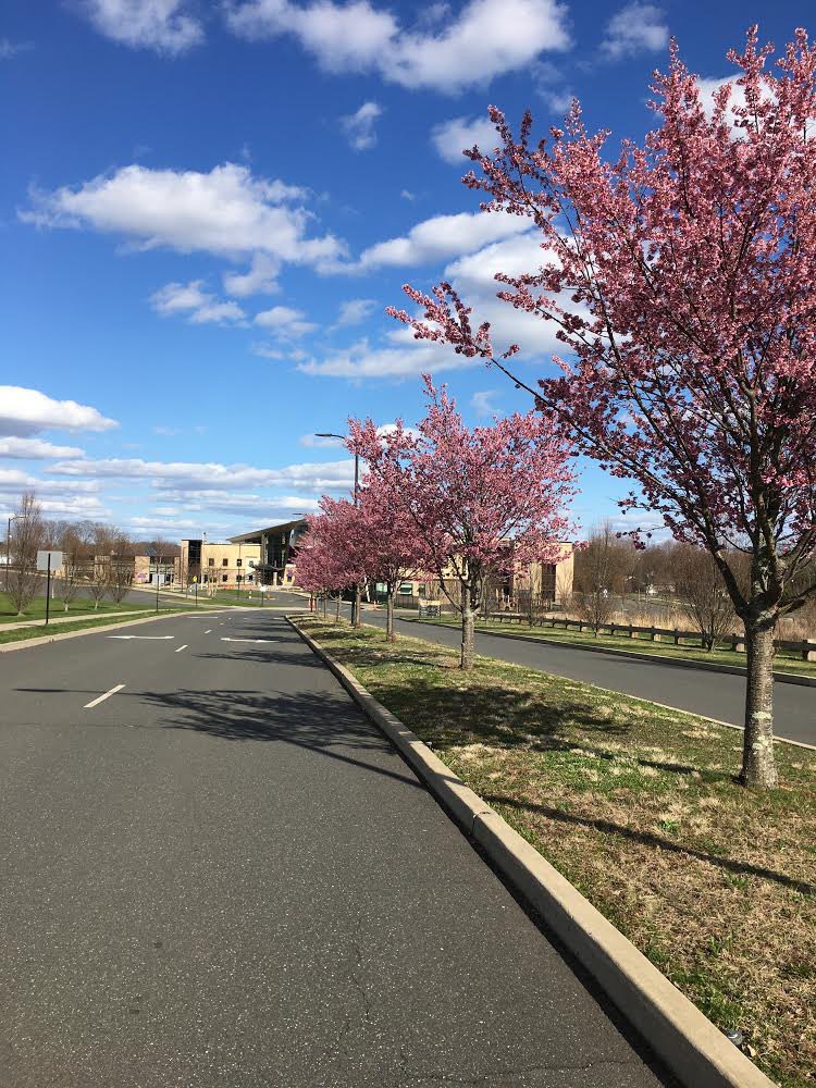 erikakoz's tweet photo. Thank you to Mrs. Martel for sharing these amazing pictures of West Bristol School today 🌷💜 🌸 Beauty is all around us! #WBPride #springisinbloom @westbristolK8 https://t.co/8O3UJivB4u