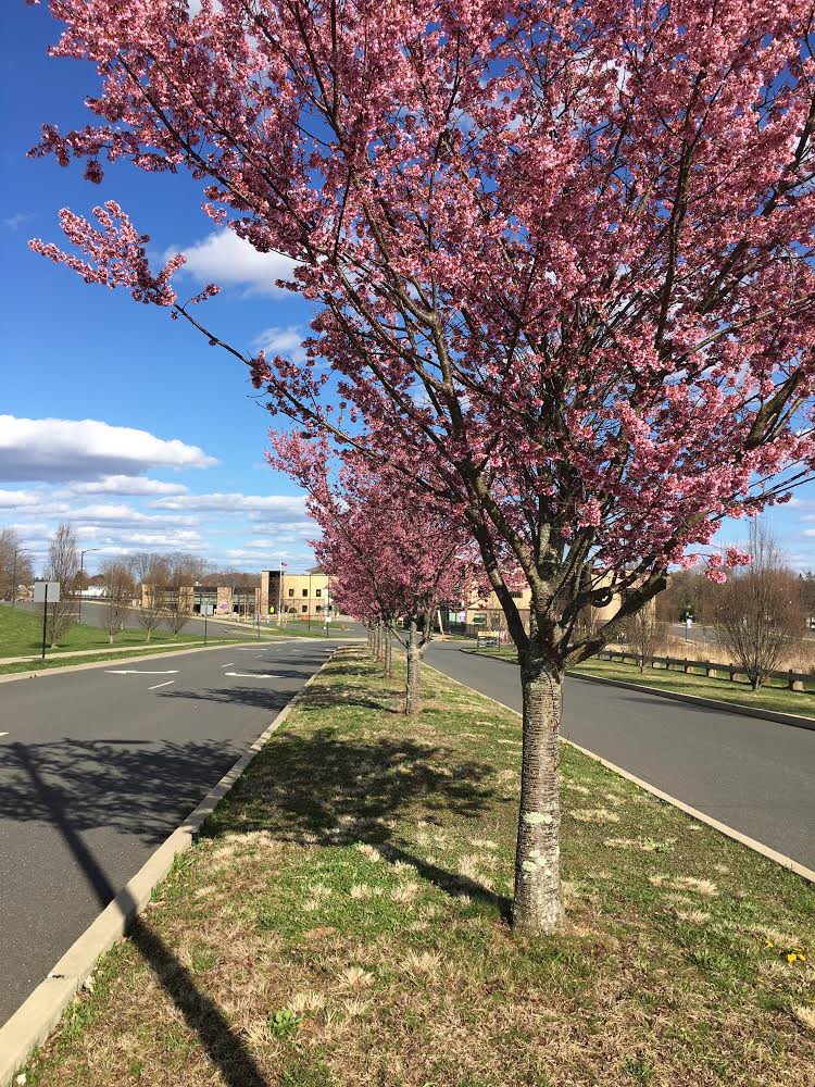 erikakoz's tweet photo. Thank you to Mrs. Martel for sharing these amazing pictures of West Bristol School today 🌷💜 🌸 Beauty is all around us! #WBPride #springisinbloom @westbristolK8 https://t.co/8O3UJivB4u