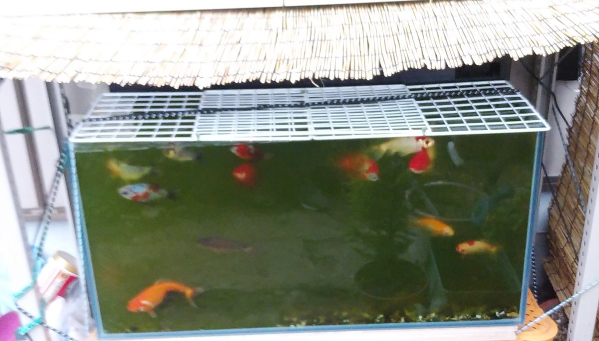 u b 朝っぱらから簾で屋根つけた 金魚 和金 青水対策 u b 朝っぱらから簾で屋根つけた 金魚 和金 青水対策