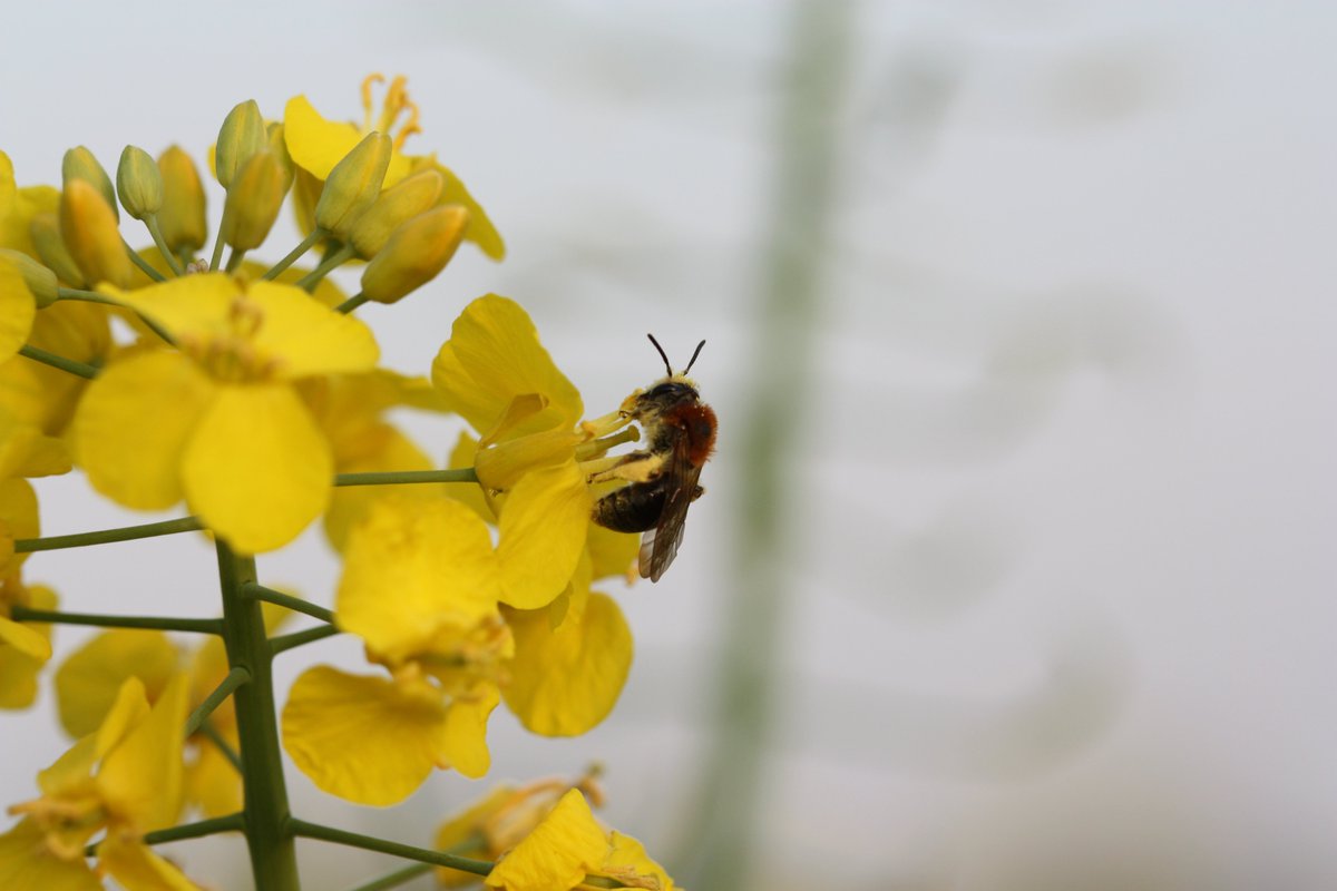 brassière la redoute