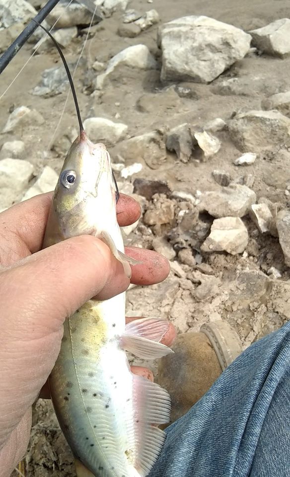 jdoc1991's tweet photo. I did not have the #day I wanted #fishing but I did get to go out and have some #fun. #fishinglife #catfishing #smallriver https://t.co/a74JW7DsCE