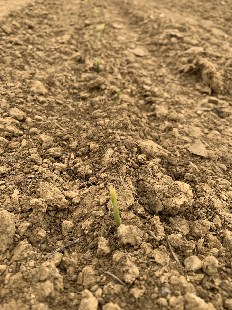 BluegrassAg's tweet image. Love seeing this! #plant2020 @ChannelSeed @Channel_KY