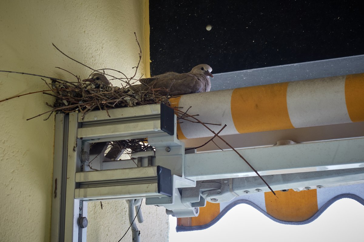 eugenuity's tweet photo. A couple of cute baby pigeons (squabs) doing home office on my balcony https://t.co/yDq7Ipro85
