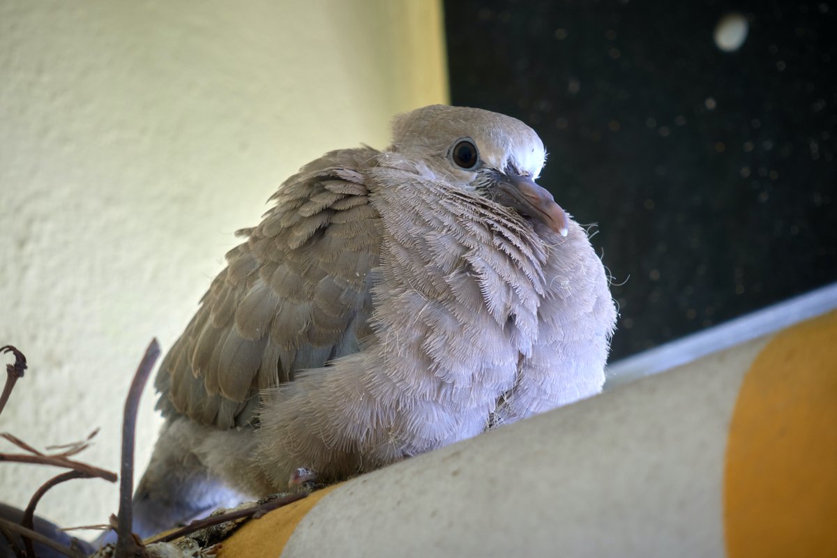 eugenuity's tweet photo. A couple of cute baby pigeons (squabs) doing home office on my balcony https://t.co/yDq7Ipro85