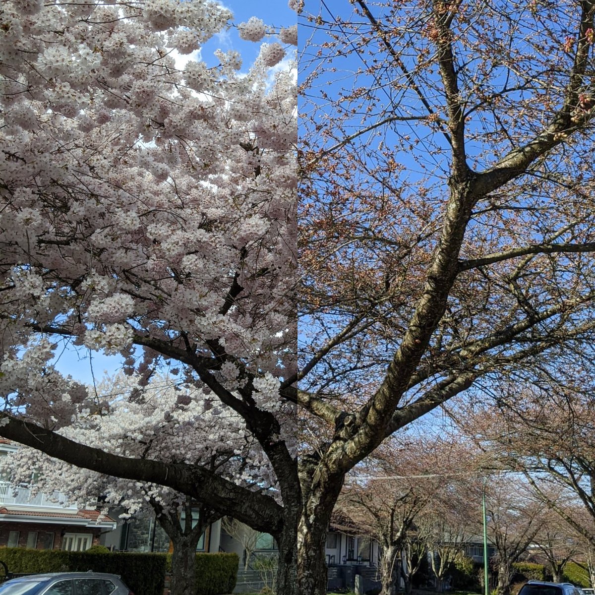 March 18 vs April 11. #CherryBlossoms  #CherryBlossomDaily  #CherryBlossom  #Burnaby  #Metrotown  #Vancouver  #BC  #BeautifulBC