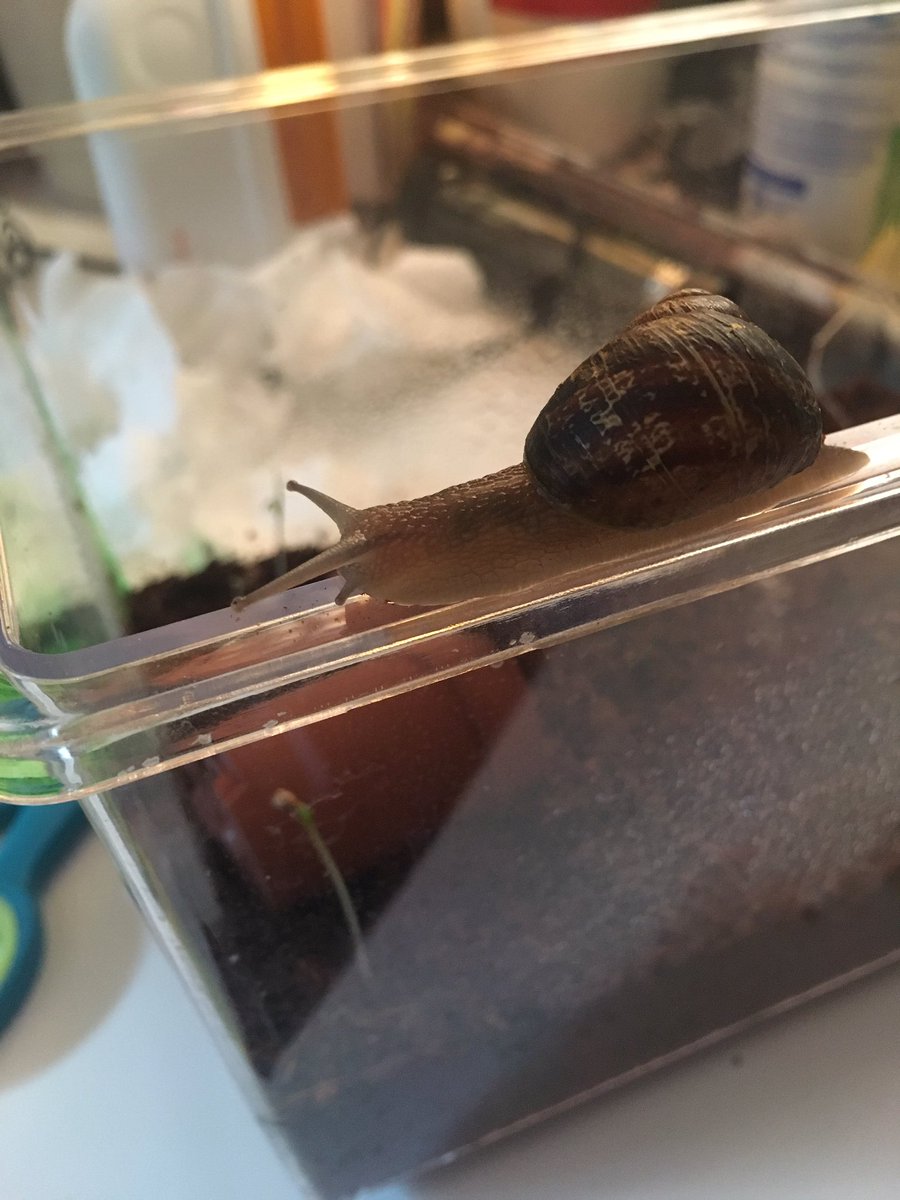 HueHeist's tweet photo. My snail arrived in the mail today! Her name is Avarosa, she likes cucumbers and explorin! #snail #PETSATHOME #petsoftwitter #snailpet #petsnail #snailtime #whatababy https://t.co/by2SwQ9qPr