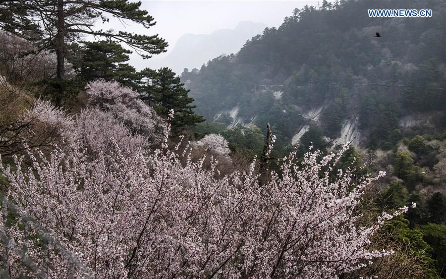 globaltimesnews's tweet image. Aerial photos show a view of Mount #Huashan in Huayin, northwest #China's Shaanxi Province. Mount Huashan will resume opening from April 11, with a daily limit of 6,000 visitors. bit.ly/3emNBSi