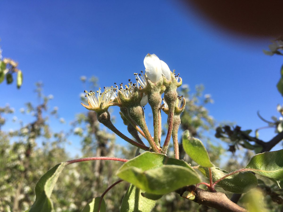 Wim_86's tweet photo. Hollandse peren in bloei. Eerste peren voor de nieuwe oogst komen door. #hollandsfruit #betuwe #bloei #lente https://t.co/QRwwdMwn8n