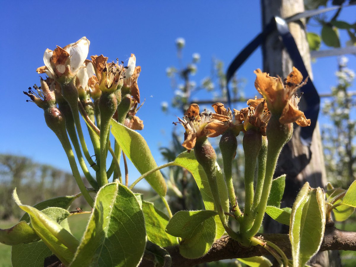 Wim_86's tweet photo. Hollandse peren in bloei. Eerste peren voor de nieuwe oogst komen door. #hollandsfruit #betuwe #bloei #lente https://t.co/QRwwdMwn8n
