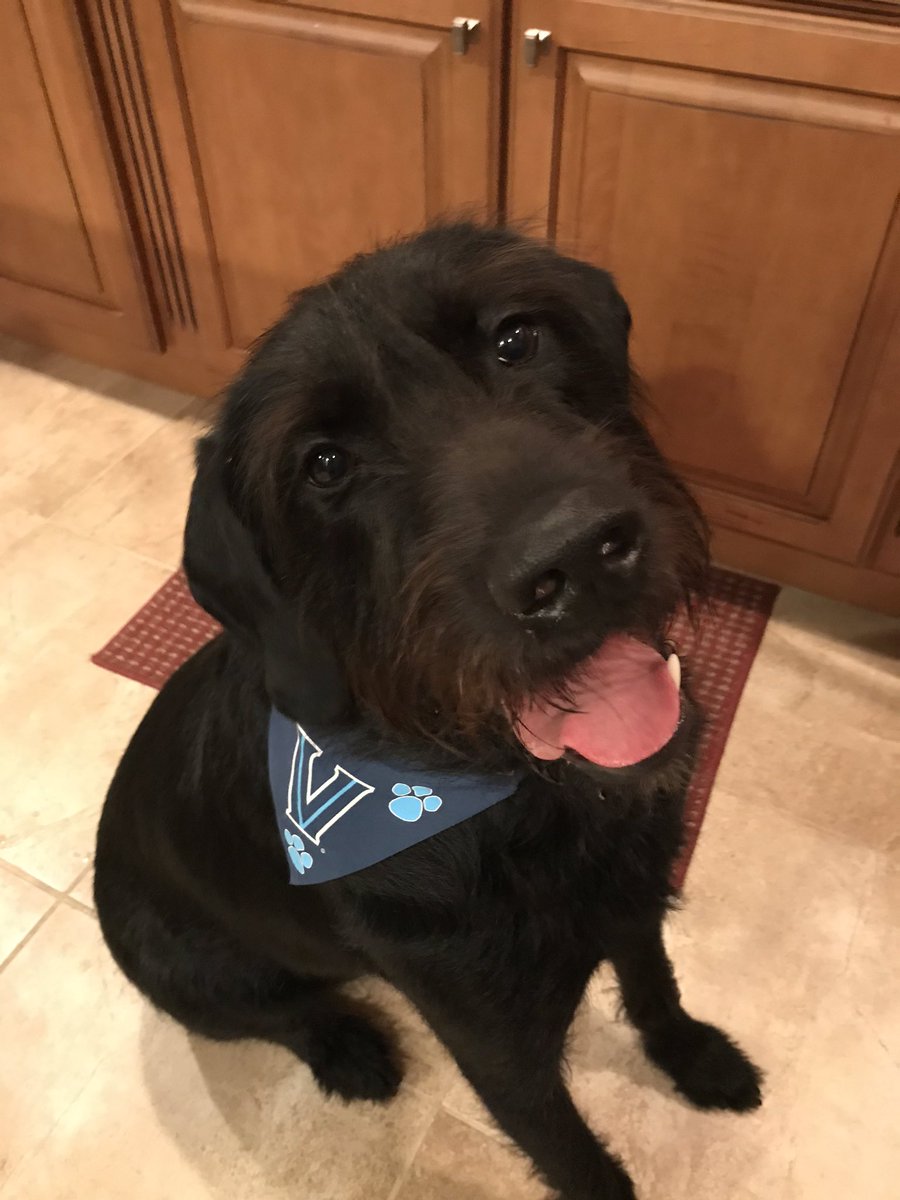 HopeFuery's tweet photo. Our Brady, the most handsome Wildcat! ❤️#NovaPets #NovaAthletics. https://t.co/5ny9wDma32