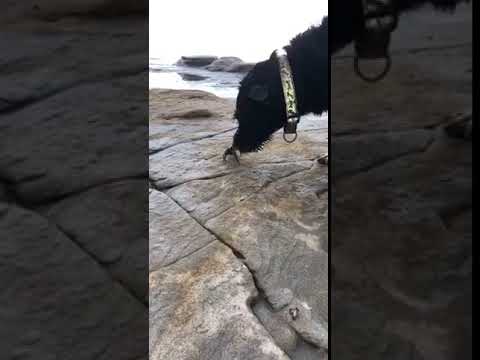 ふぁぼ動画 おもしろ動画まとめ さぁ尋常に勝負 犬vsカニの結末やいかに 9秒の動画 海辺を散歩していた 犬の目の前には1匹のカ T Co X0kqws784c 海外 犬 カニ 面白動画 海外 ペット動物 ふぁぼ動画 T Co 7nh9ckbrkw