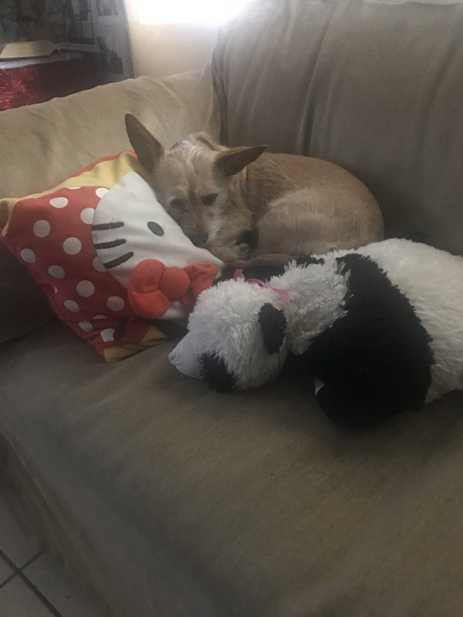 thisismiki's tweet photo. My Buddy 😄 #NationalPetDay https://t.co/9Glj8PzOU3