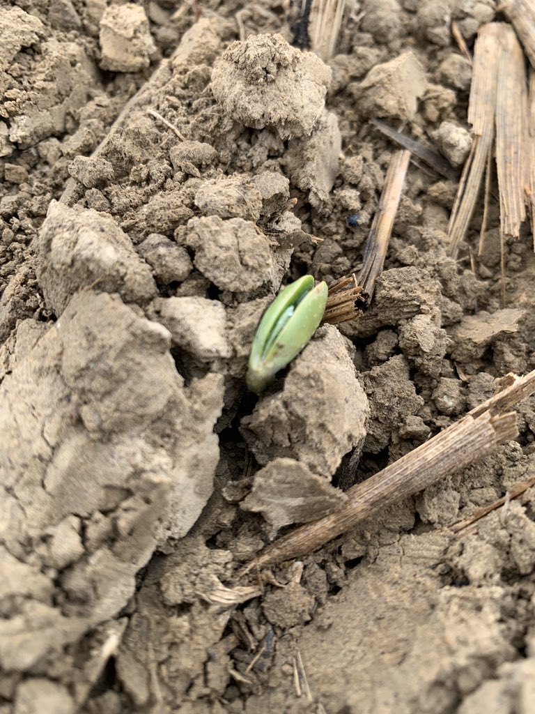 BluegrassAg's tweet image. 3519 poking through! These early planted soybeans will see some upper 30° temps for a couple of nights, but they will ultimately prevail and capture more sunshine than if they were planted early May. Past experience tells us this will increase yields! @ChannelSeed @Channel_KY