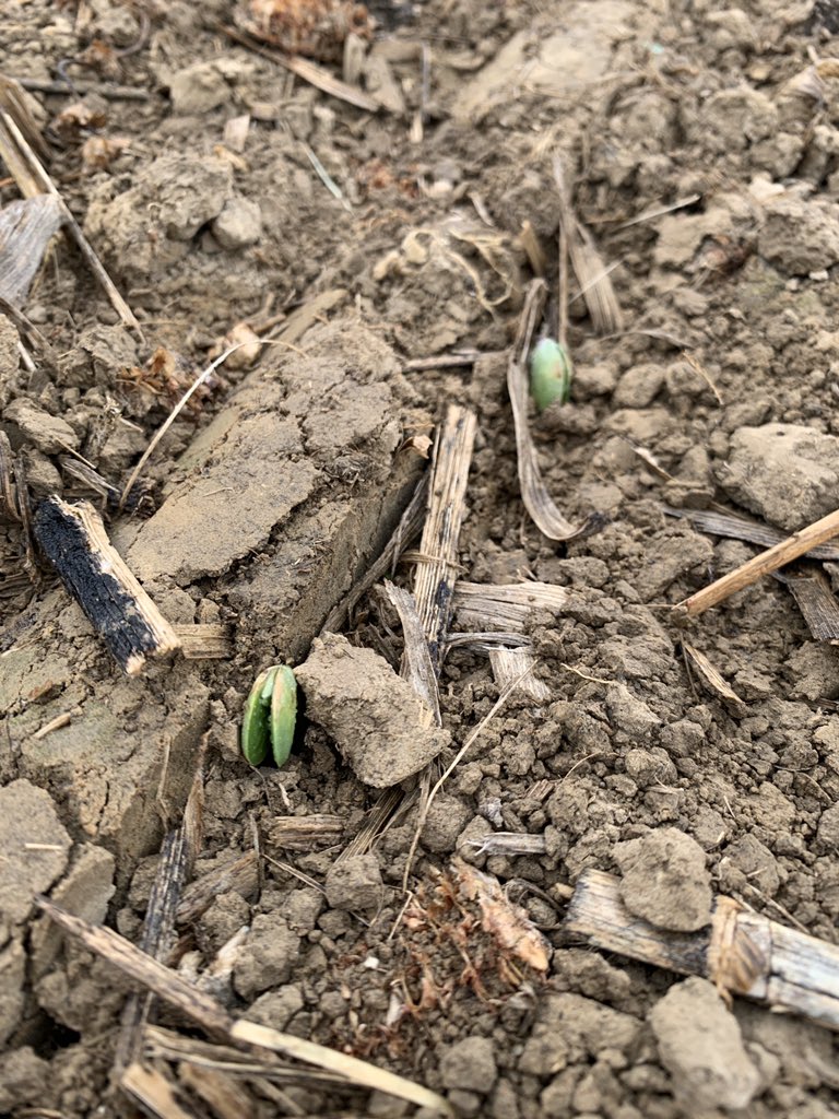 BluegrassAg's tweet image. 3519 poking through! These early planted soybeans will see some upper 30° temps for a couple of nights, but they will ultimately prevail and capture more sunshine than if they were planted early May. Past experience tells us this will increase yields! @ChannelSeed @Channel_KY