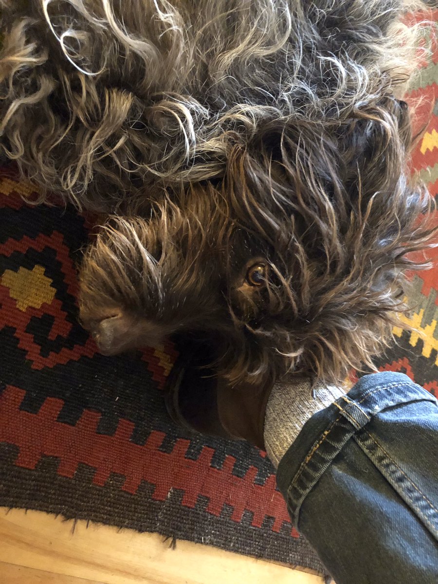 range_road's tweet image. Happy #NationalPetDay from Hugo!