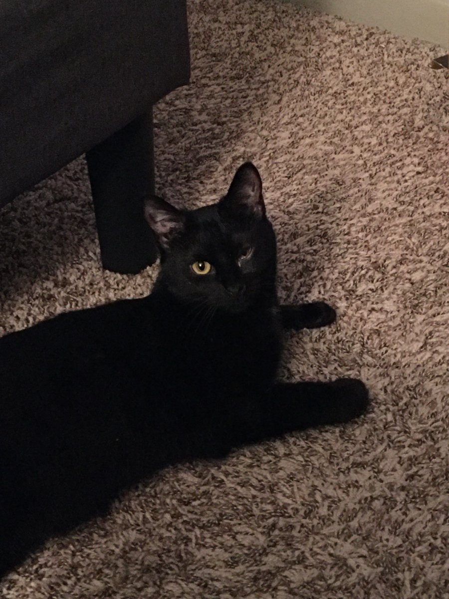 AustinOgle512's tweet photo. @DMcIntyreWWE @Tyson_Fury @JHenderson @thebodycoach Your cat looks just like mine. https://t.co/FVkWhTn9eW