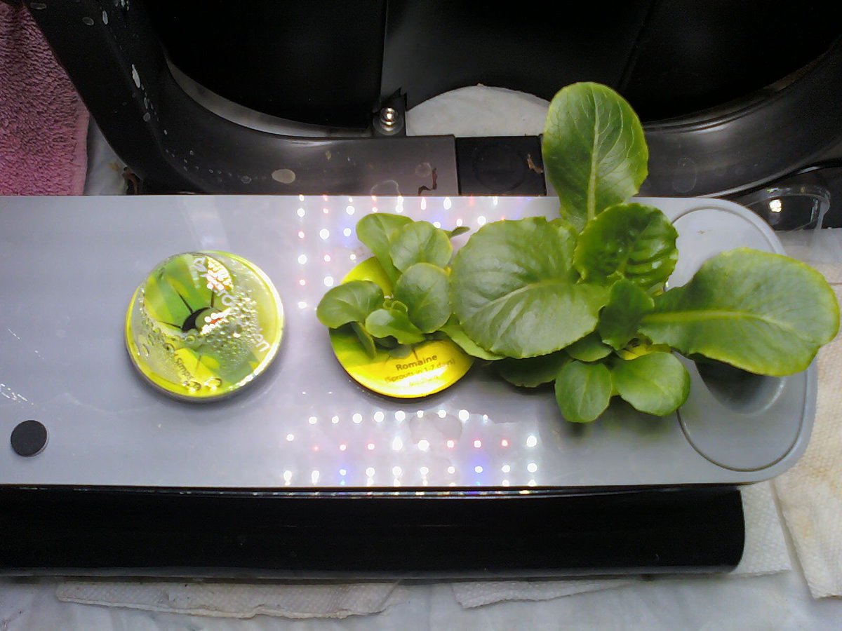 32) For the final pic today. Sprouting some Black Seeded Simpson lettuce, Romaine & Paris Island.2 more  #Aerogarden sprouts are sprouting some Dinosaur Kale, Salad Greens pod, Baby Greens pod, Arugula, Chineese Cabbage, Bok Choi & stuff (pic earlier next to GoldHarvst tomatoes)