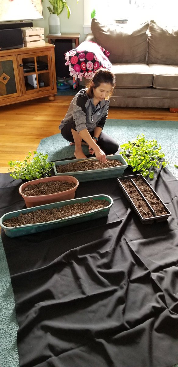 EBurapan's tweet photo. Another garden update. Had to repot the peas and keep them indoors for now since it's still cold out #spreadtheword #365challenge https://t.co/BwERsR7iTC