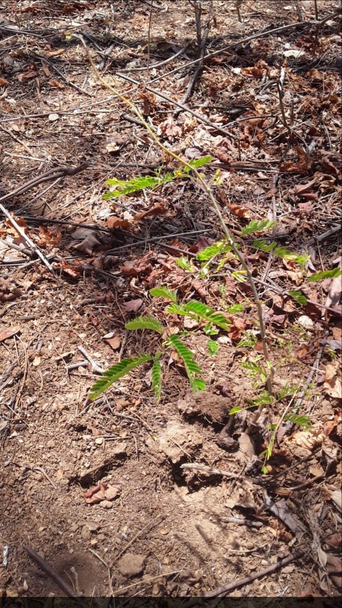 iguanafndn's tweet photo. This year as part of the conservation projects it supoorts #IguanaFoundation have the enrichment and reforestation of the iguana habitat #BosqueSeco #ReservaNaturalHeloderma with species that we know serve as food and shelter for the Iguana C. palearis https://t.co/7hfUSGZAo6