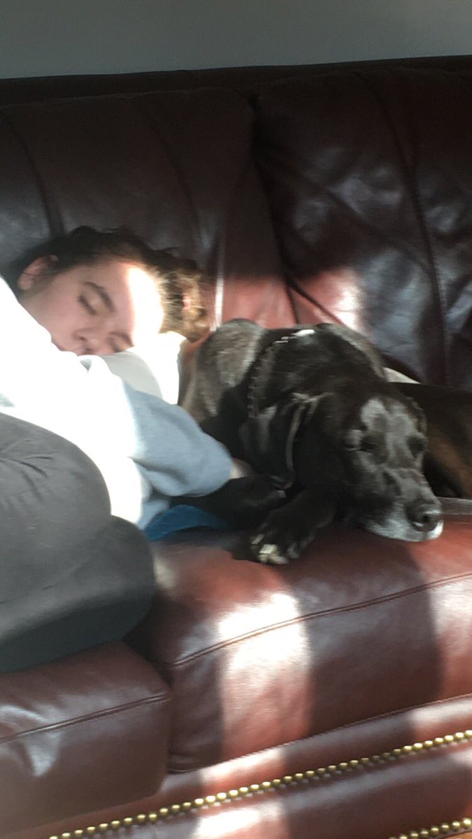 SueMo428dog's tweet photo. Saturday afternoon with Maggs & Mo #themaggs #mothedog #dunnyholbrook #lockdown @woaaaahhhhhbaby https://t.co/ixZlZpNL60