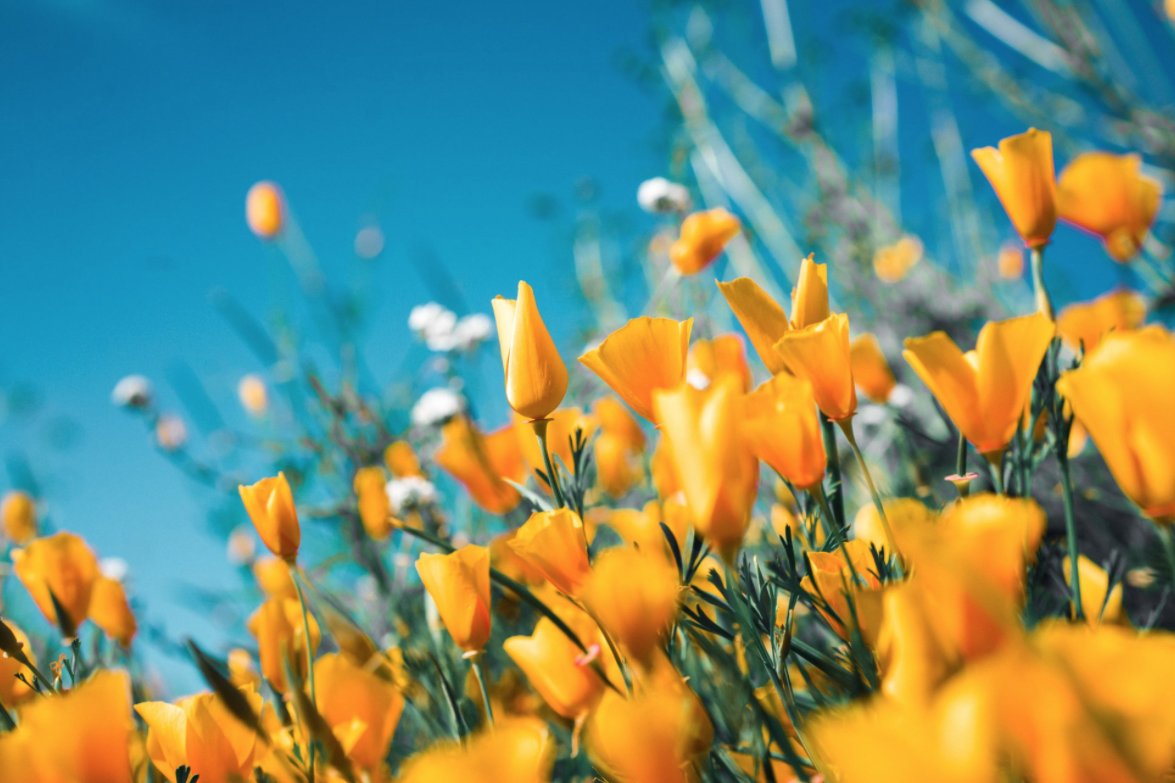 advancestamp's tweet image. "You can cut all the flowers, but you cannot stop spring from coming." - Pablo Neruda

Wishing you and your family a very happy #Easter and #Passover!