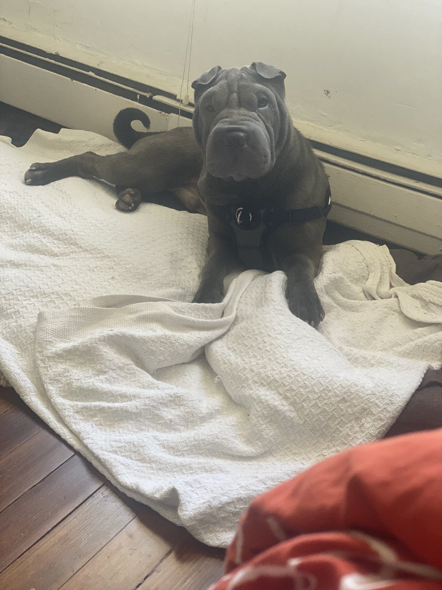 IPROSP3R89's tweet photo. Baby boy #Crashy 🥰 https://t.co/ANrEL2C9NT