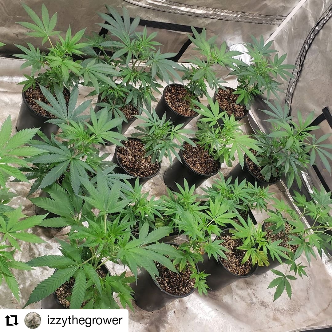 HomeGrown Bokashi (@HomeGrownBokas2) / Posts / X