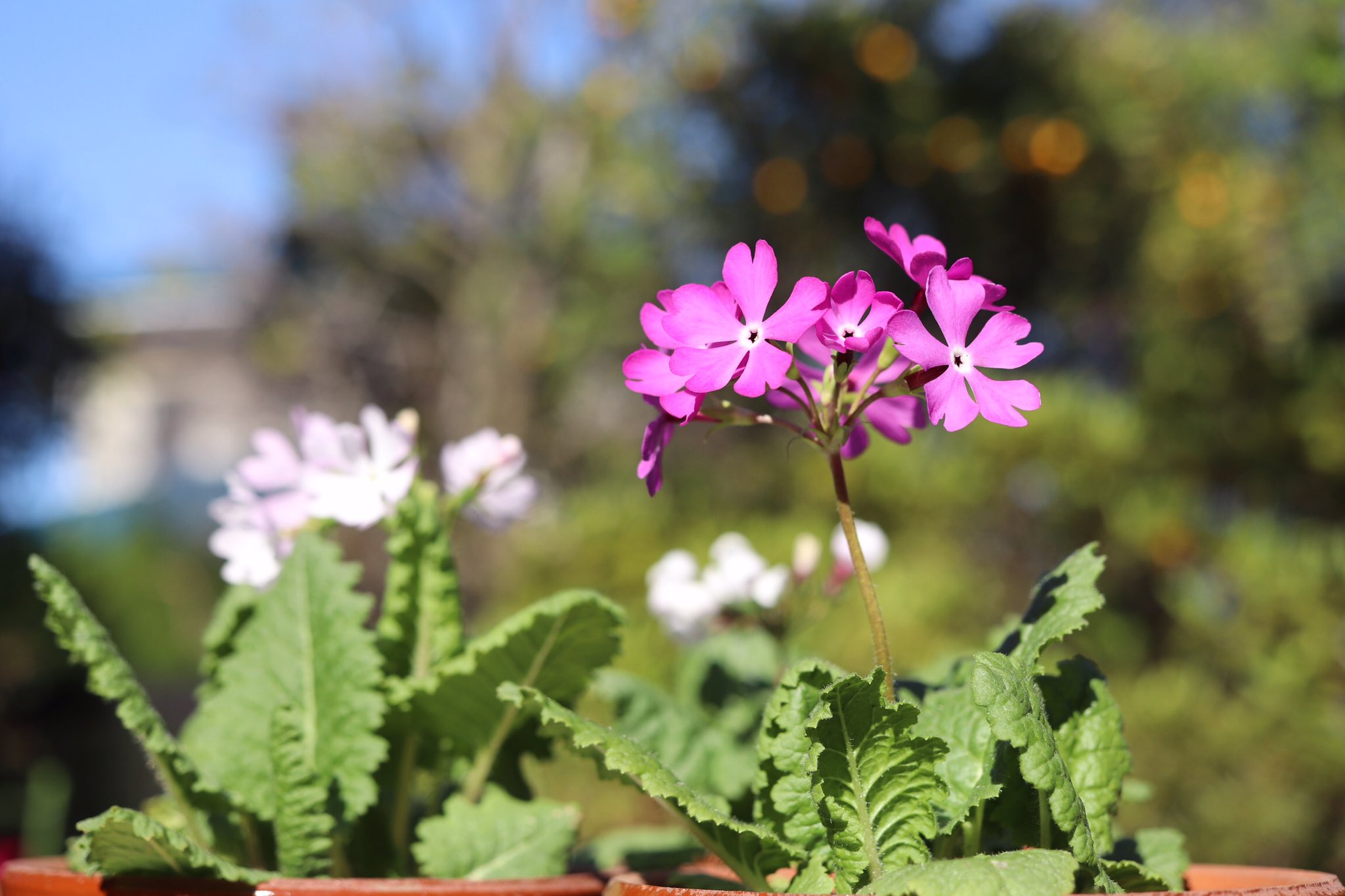 Primula Sieboldii Twitter Search Twitter
