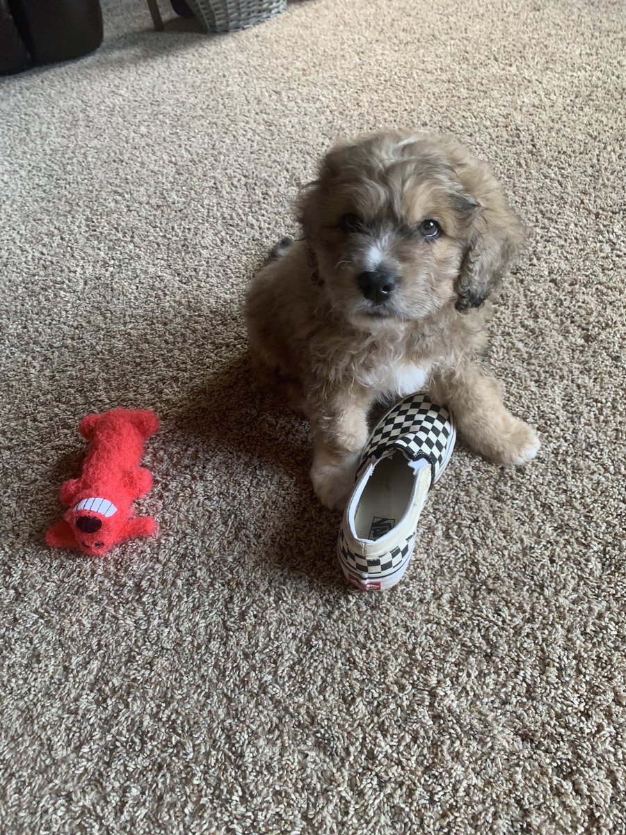 KZieroff's tweet photo. @GovMikeDeWine What a beautiful dog! Meet our new puppy, Rex! 🐾 https://t.co/dueC8DazfB