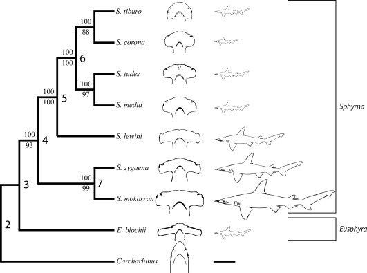 Hammerheads are interesting because it appears that species with shorter cephalofoil lobes are more derived than those with long cephalofoil lobes. The specialized head may have appeared abruptly &amp; was then modified more gradually by evolution.  onlinelibrary.wiley.com/doi/full/10.10…