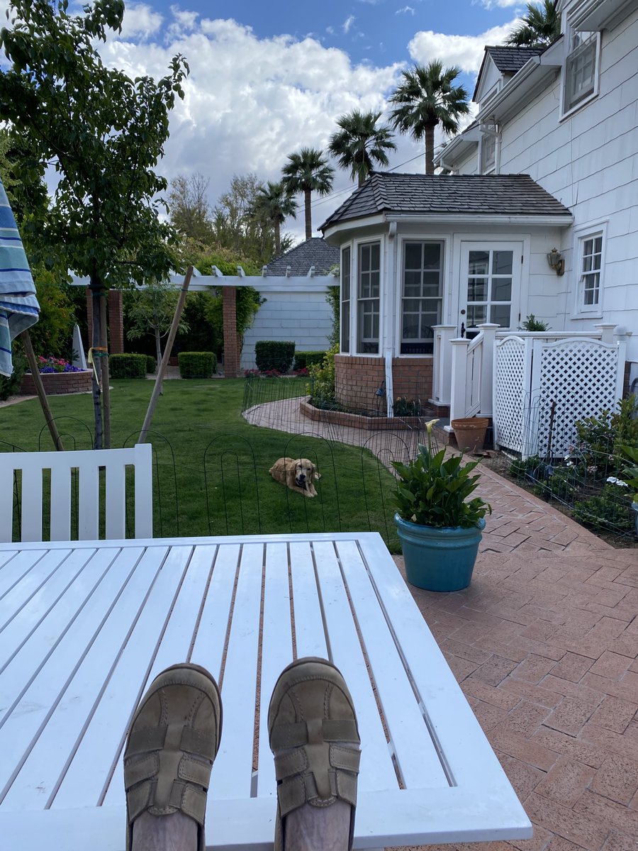 JCG_AZ_is's tweet photo. Someone has to do it.  #PuppySitting #WhoaNelly #StayAtHome #72Degrees #Backyard #Arizona #GoldenRetrievers #SocialDistanacing https://t.co/JX063ldC3N
