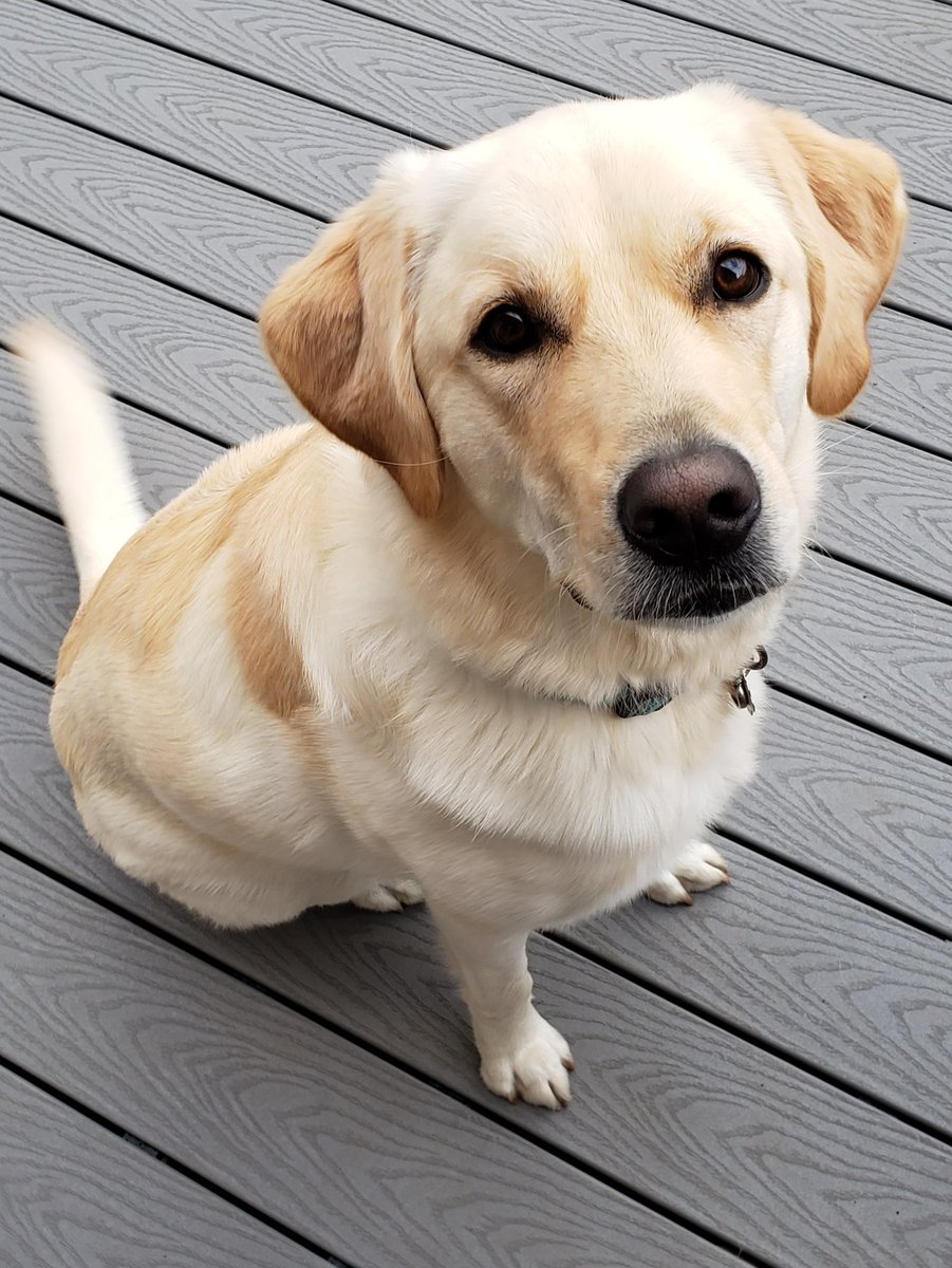 Every time I grill, my dog watches like tonight might be the night I'm cooking for her. Sorry pup.