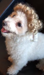 dogdragqueens's tweet photo. https://t.co/4VZO3uWPzh