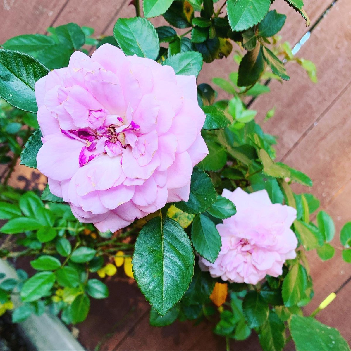 4ElenKate3's tweet photo. “Keep on asking, and you will receive what you ask for. Keep on seeking, and you will find. Keep on knocking, and the door will be opened to you. Matthew 7:7
#elenkate #boldbrilliantbeautiful #findingbeautiful https://t.co/6sBi7Biceh