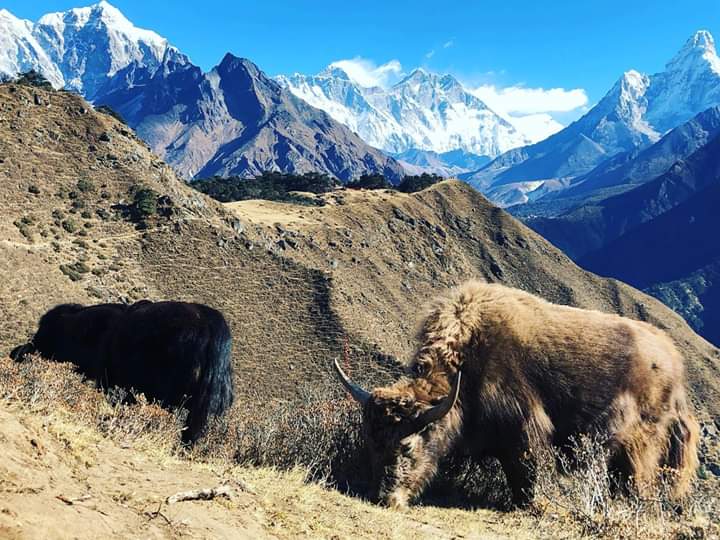 heavenhimalaya's tweet photo. Himalayan Animals on the way to Everest View Trek.
#HeavenOfficialsBlessing #heavenhimalayatrek #heavenhimalaya #mountains #Everest #nature #trekkinginnepal #mountainerring #peakclimbinginnepal #himalayas https://t.co/Y8ziHzg3pY
