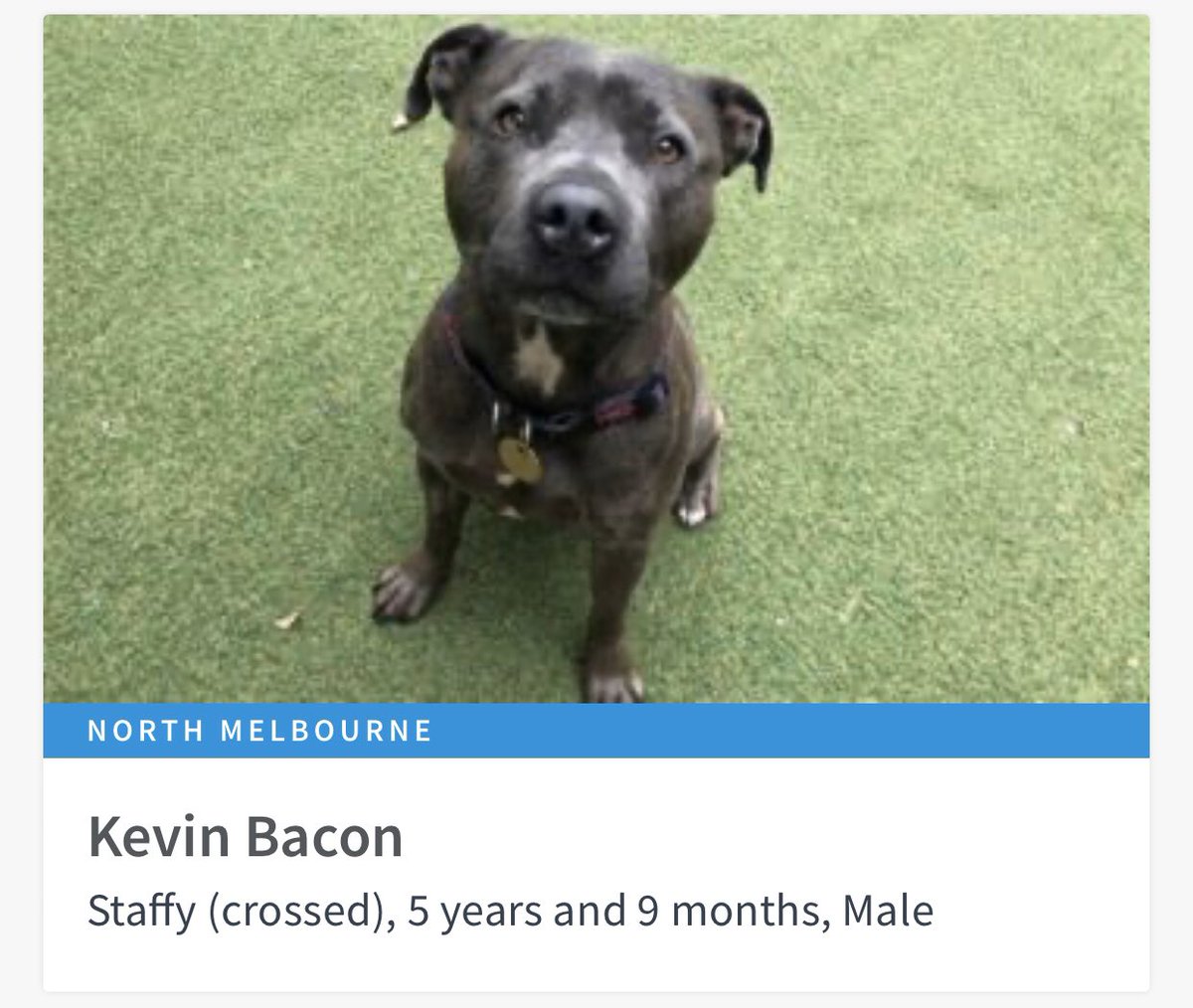 AdoptAFloof's tweet photo. #adoptAfloof of the day: Kevin Bacon 🥓 the 5yo Staffy X at the @lostdogshome   
.
.
https://t.co/4fMIo7IjlC

#staffy #floof #adoptdontshop #rescuedog #ldh https://t.co/Y4Ph24yvzy