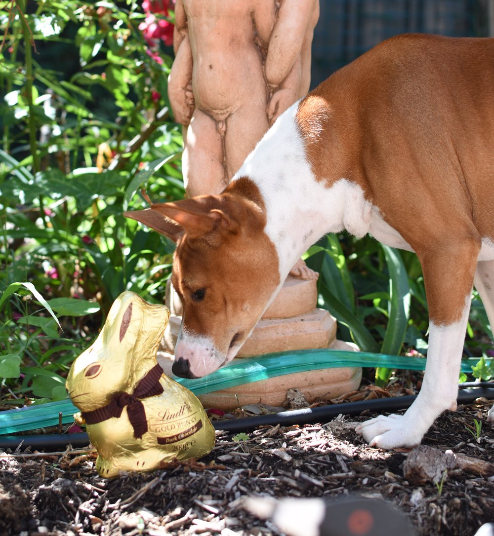 BasenjiCleo's tweet photo. Day 18 of home isolation. Humans appear to have made misshapen effigies of dogs, which they are then taking pleasure in devouring. Is this a metaphor? Is this meant to be me? Will sleep with one eye open. #PetsofANU #basenji #DogsofTwitter https://t.co/XZqqlapGOn