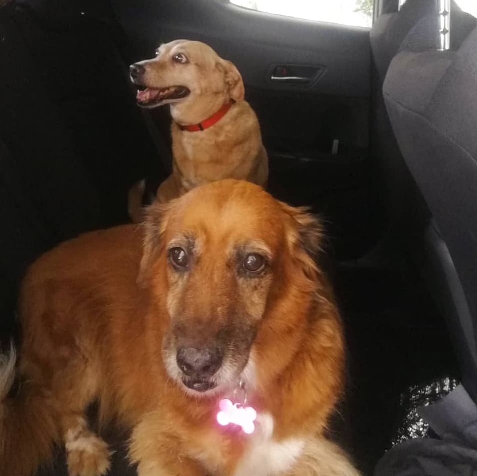 CaribbeanAccent's tweet photo. We need some happy, loving, joyful dog news in TT right now.

I give you, Daisy and her daughter, Bella (dark brown fur) who got a car ride today while I charged my car battery 😊🐕💕😁🚗

#Covid19 #FlattenTheCurve
#dogsrule #dogsarefamily #pothounds #seniordogs https://t.co/CzQ3EIfcdl