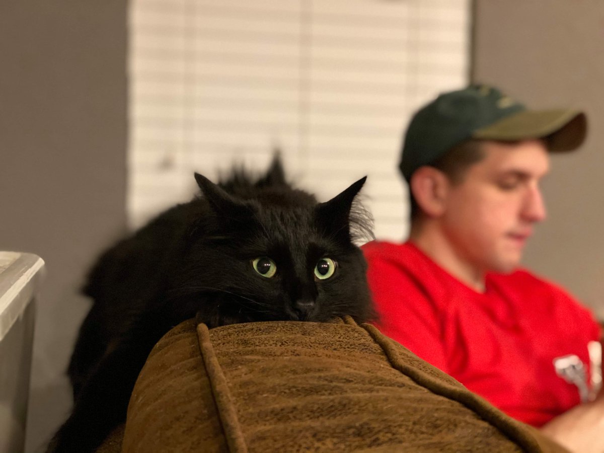 Do U Love Cat ? (@doulovecat) on Twitter photo 