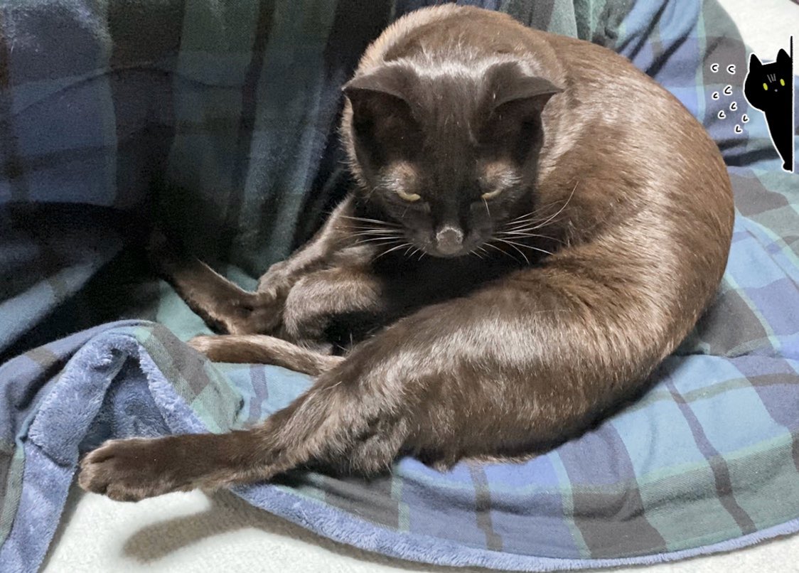 Akr 4巻でました こんなガラ悪いねこ そうそうおらんぞ T Co Sgfxhzealg Twitter