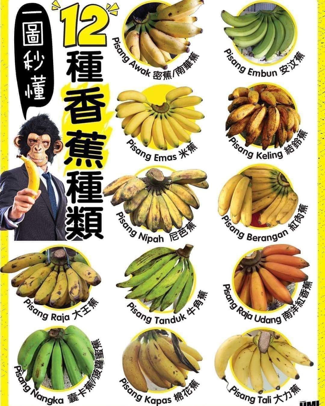 Jenis Jenis Pisang Salwakeripikpisang - vrogue.co