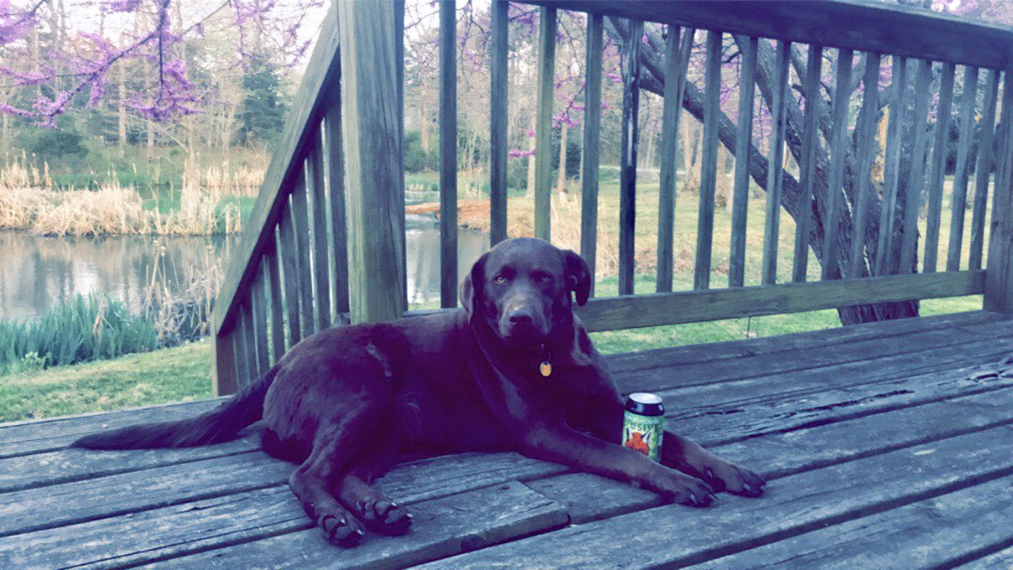 shana618's tweet photo. April heard it’s #NationalPetDay and decided to celebrate with @PublicHouseBeer Elusive IPA. #jk #thatsmybeer #dogsofquarantine #labradorretriever https://t.co/p6JAbL7Owx