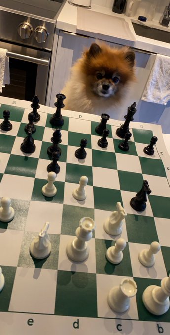 When in #Quarantine #StayAtHome  #NationalPetDay https://t.co/ILrq8Tw5Hd<a href="/tag/quarantine"class="tags">#Quarantine</a><a href="/tag/stayathome"class="tags">#StayAtHome</a><a href="/tag/nationalpetday"class="tags">#NationalPetDay</a>